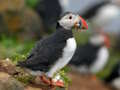 Játék Puffin madárkúpos online