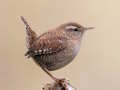 Játék Birdlingo online