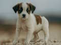 Játék Jack Russell kirakós  online