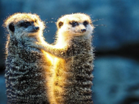 Játék Meerkat pár Jigsaw  online